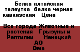 Белка алтайская телеутка, белка черная кавказская › Цена ­ 5 000 - Все города Животные и растения » Грызуны и Рептилии   . Ненецкий АО,Ома д.